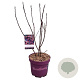 Amelanchier alnifolia 40-50 cm 5,0L