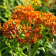 Asclepias tuberosa GM P9