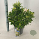 Buddleja d. B. Candy Little White 30-40 cm 5,0L