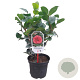 Camellia j. 'Lady Campbell' 40-50 cm 3,0L