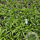 Carex pendula GM 2,0L