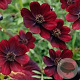 Cosmos atros. Cherry Chocolate GM  P11