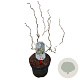 Corylus a. Medusa 50-60 cm 5,0L