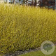 Cornus sericea 'Flaviramea' 25-30 cm 2,0L vierkant