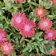 Delosperma c. 'Jewel of Des Mstone' GM  P11