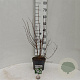 Deutzia cren. 'Pride of Rochester' 30-40 cm 3,0L