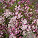 Deutzia rosea 'Campanulata' 25-30 cm 2,0L vierkant