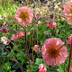 Geum 'East of Eden' GM P9