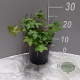 Geranium macr. 'Spessart' GM 2,0L
