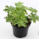 Geranium macr. 'Spessart' GM 2,0L