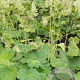 Heuchera villosa macrorrhiza GM P9
