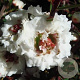 Leptospermum scop. 'Snow Flurry' 30-40 cm 3,0L