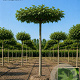 Liquidambar styraciflua 20-25 HO draadkluit dakvorm 240 cm stam