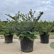 Lonicera nit. 'Elegant' 20-30 cm C1.5