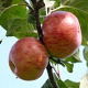 Malus d. Roter Boskoop 14-16 HO draadkluit lei 180x150 200 cm stam