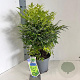 Nandina d. Magical Lemon & Lime 35-40 cm 5,0L