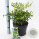 Nandina d. Magical Lemon & Lime 35-40 cm 5,0L