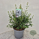 Osmanthus burkwoodii 30-35 cm 7,5L