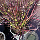 Pennisetum advena 'Rubrum' GM 2,0L