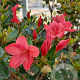 Rhododendron (AJ) 'Aladdin Scout' 80-100 cm 20L breed
