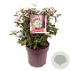 Viburnum tinus 40-50 cm 10L