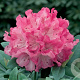 Rhododendron yakushimanum 'Annuschka' 20-30 cm 5,0L