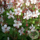 Geranium macr. 'Spessart' GM P9