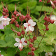 Geranium macr. 'Spessart' GM P9