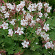Geranium macr. 'Spessart' GM P9