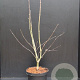 Acer pal. 'Osakazuki' 60-80 cm 5,0L
