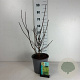 Cotinus cog. Golden Spirit 50-60 cm 6,5L