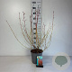 Cornus sang. 'Midwinter Fire' 60-80 cm cont. 65L
