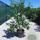 Forsythia int. 'Lynwood' 100-125 cm 10L