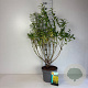 Forsythia int. 'Spectabilis' 100-125 cm 10L
