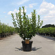 Forsythia int. Week-End 100-125 cm 10L