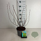 Physocarpus opulif. 'Dart's Gold' 50-60 cm 35L