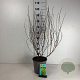 Physocarpus opulif. 'Dart's Gold' 60-80 cm cont. 65L