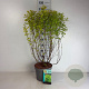 Physocarpus opulif. 'Dart's Gold' 80-100 cm 10L