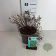Potentilla f. 'Red Ace' 20-30 cm 3,5L
