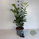 Prunus l. Elly 40-50 cm 5,0L