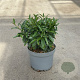 Prunus l. Filigrow Sofia 20-30 cm 3,5L