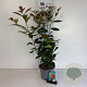 Prunus l. On Fire 30-40 cm 3,5L