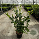 Prunus I. 'Rotundifolia' 50-60 cm 5,0L