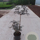Sambucus nigra Black Lace 60-80 cm 10L
