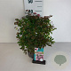 Spiraea jap. 'Rick Star' 30-40 cm 3,5L