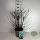 Spiraea nipp. 'Snowmound' 60-80 cm 10L