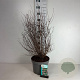 Symphoricarpos d. 'Mother of Pearl' 50-60 cm 10L