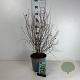 Symphoricarpos d. 'Mother of Pearl' 60-80 cm cont. 65L