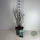 Symphoricarpos d. 'White Hedge' 50-60 cm 10L