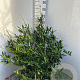 Prunus l. 'Otto Luyken' 60-80 cm met kluit